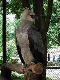 Águila Harpía