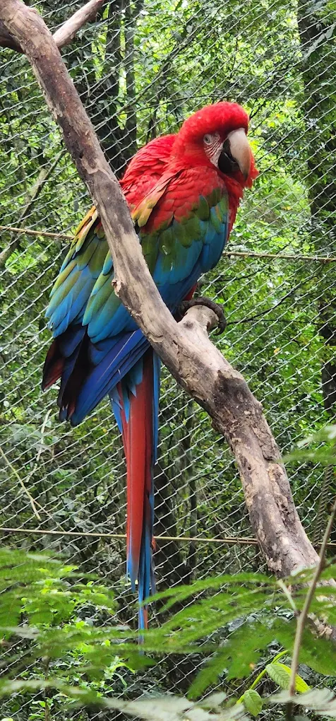 Guacamayo