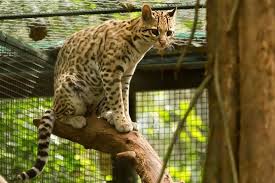 Ocelote