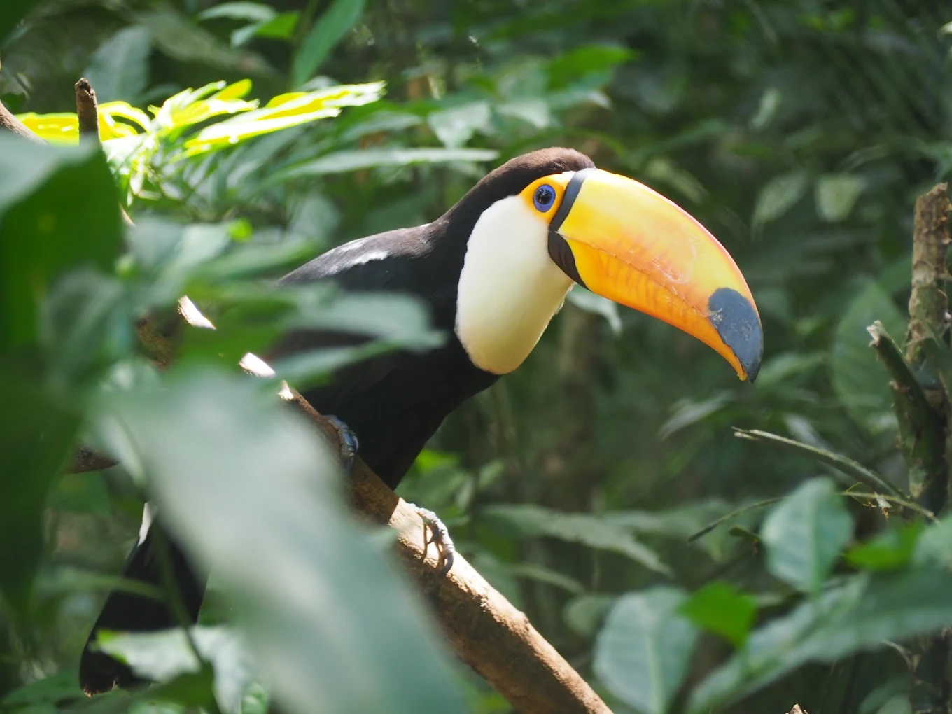Tucán